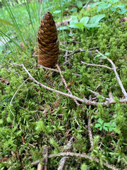 A pine cone sits atop a vibrant green field, contrasting with the lush foliage surrounding it. The cones intricate texture and natural colors stand out against the background