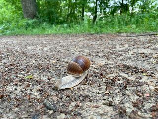 A snail with a spiral shell is stationary on the ground, moving slowly and methodically along the surface