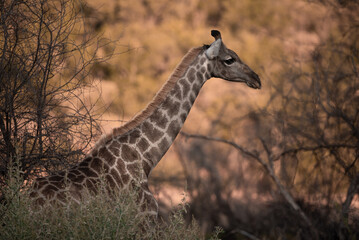 A Cape Giraffe, Giraffa giraffa, in the Pilanesberg National Park in South Africa
