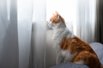 brown and white cat with yellow eyes looks outside from the window