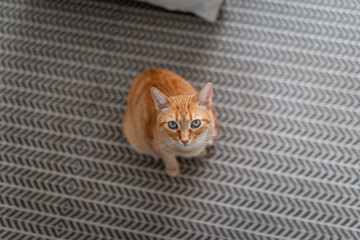 brown tabby cat with green eyes sitting on a carpet, looks at the camera