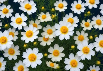 Fototapeta premium Coreopsis flower closeup Realistic Light understand sun light significantly summer season flower concept