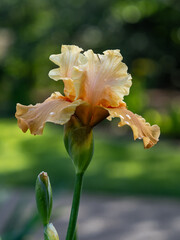 yellow iris in the garden