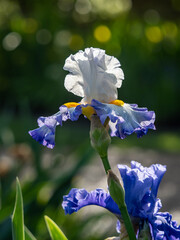 blue iris flower