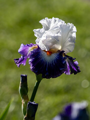 purple iris flower in garden