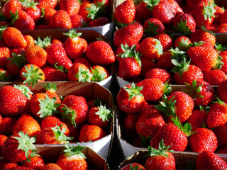 Fresh organic strawberries from Poland, juicy fruit and stalks in close-up.