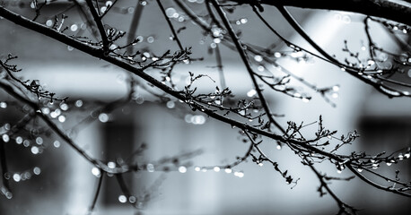 Rain drops on tree branches