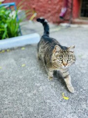 A cute striped cat walks near the porch of the house against the background of a flower bed in the spring Concept of raising pets