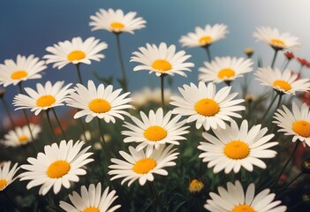 Fototapeta premium Daisies flower closeup Realistic Light understand sun light significantly summer season flower concept