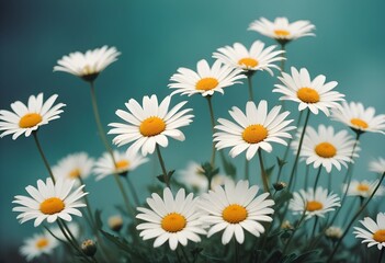 Fototapeta premium Daisies flower closeup Realistic Light understand sun light significantly summer season flower concept