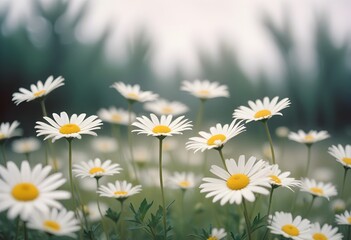 Fototapeta premium Daisies flower closeup Realistic Light understand sun light significantly summer season flower concept