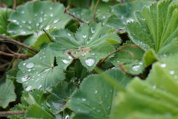 droplets on a leaf