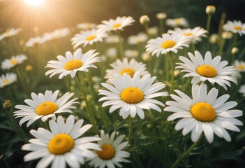 Fototapeta premium Daisies flower closeup Realistic Light understand sun light significantly summer season flower concept