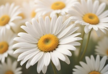 Fototapeta premium Daisies flower closeup Realistic Light understand sun light significantly summer season flower concept
