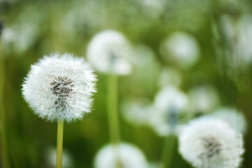 Dandelion Puffs in a Field