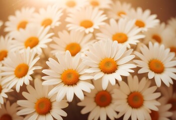 Fototapeta premium Daisies flower closeup Realistic Light understand sun light significantly summer season flower concept