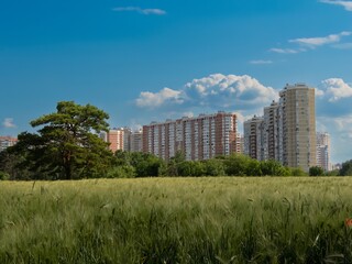 Obraz premium a field of ripening winter barley near high-rise buildings in the city of Krasnodar on a May day