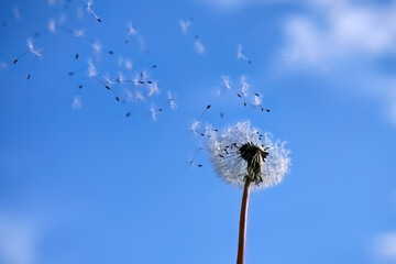 Dandelion Seeds Blowing in the Wind