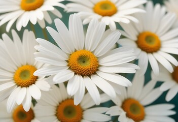 Obraz premium Daisies flower closeup Realistic Light understand sun light significantly summer season flower concept