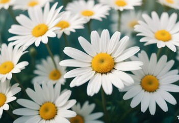 Fototapeta premium Daisies flower closeup Realistic Light understand sun light significantly summer season flower concept