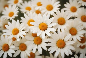 Fototapeta premium Daisies flower closeup Realistic Light understand sun light significantly summer season flower concept