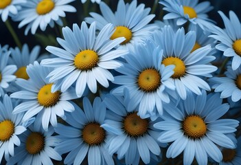 Obraz premium Daisies flower closeup Realistic Light understand sun light significantly summer season flower concept
