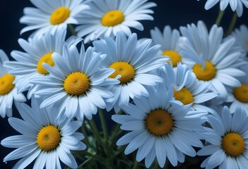 Obraz premium Daisies flower closeup Realistic Light understand sun light significantly summer season flower concept