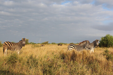 Fototapeta premium Steppenzebra / Burchell's zebra / Equus quagga burchellii.