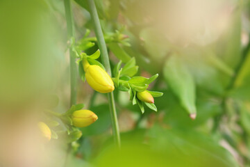 small yellow flower buds
