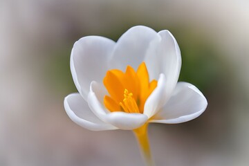 A close-up photo of a white crocus with blurred background