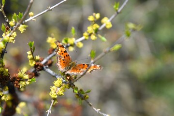 butterfly on flower
