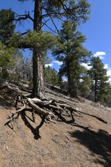 tree in the forest with roots exposed by erosion
