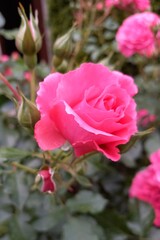 pink rose in garden