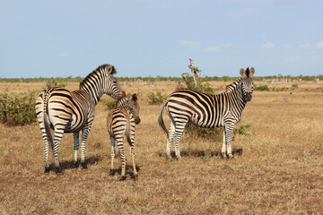 Steppenzebra / Burchell's zebra / Equus quagga burchellii.