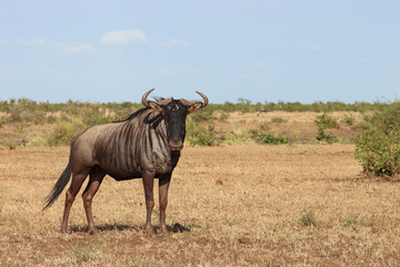 Streifengnu / Blue wildebeest / Connochaetes taurinus