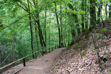 A path through a forest with a wooden fence. The path is lined with trees and the leaves are brown