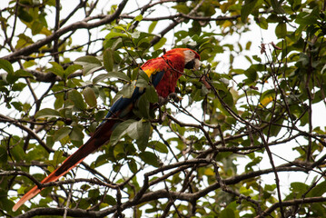 parrot