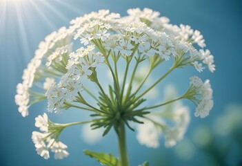 Yarrow flower closeup Realistic Light understand sun light significantly summer season flower concept