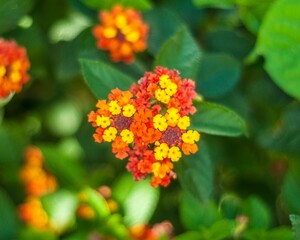 red and yellow flowers