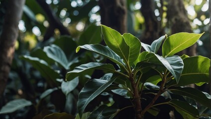 ficus lyrata. ficus lyre. photo. daylight.
