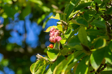 Magnolia soulangeana tree branches with green and yellow leaves and pink seed cones with bright...