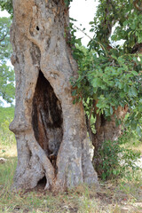 Afrikanischer Busch - Kr&uuml;gerpark - S&uuml;dafrika / African Bush - Kruger Park - South Africa /