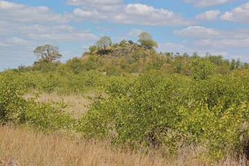 Affenbrotbaum am Bowerkop / Baobab at Bowerkop / Adansonia digitata