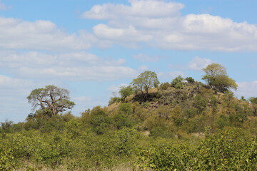 Affenbrotbaum am Bowerkop / Baobab at Bowerkop / Adansonia digitata