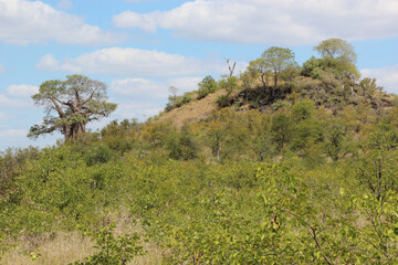 Affenbrotbaum am Bowerkop / Baobab at Bowerkop / Adansonia digitata