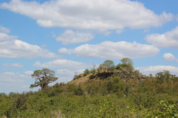 Affenbrotbaum am Bowerkop / Baobab at Bowerkop / Adansonia digitata