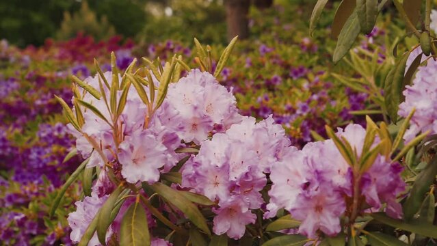Abstract natural video with peon blooming flowers and blured backgrounds