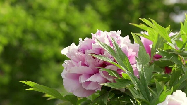 Abstract natural background with peon blooming flowers and foliage, garden