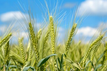 Obraz premium Green and yellow ears of triticale against the blue sky background. Wheat and rye hybrid. 