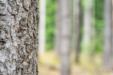 Close up detail with a tree trunk in the forest. Abstract photography.